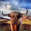 Highland Cow01